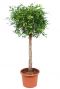 Ficus foliole kamerplant boom