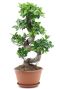 Ficus ginseng bonsai kamerplant p24 1