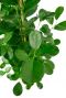 Ficus klein rond blad