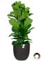 Ficus lyrata 1
