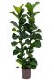 Ficus lyrata bambino hydrocultuur plant