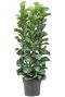 Ficus lyrata bambino planten
