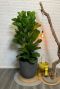 Ficus lyrata in bloempot 1