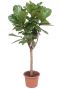 Ficus lyrata op stam 5