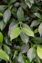 Ficus nitida 1