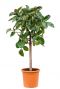 Ficus op stam