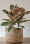 Ficus plant in mand 2
