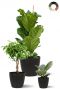 Ficus planten mix