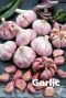 Garlic pink knoflook bollen