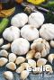Garlic white knoflook bollen