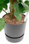 Monstera in pot 