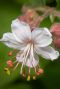 Geranium macrorrhizum spessart tuinplant