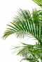 Goudpalm kamerplant 40cm