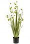 Grass pompom