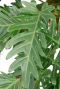 Groen blad met inkeping 1