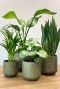 Groen goud plantenpot