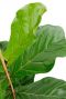 Groen hard blad met dikke nerven ficus 1
