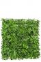 Groene muur groene wand planten