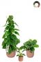 Groene planten in pot