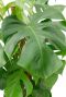Bladeren van de Monstera