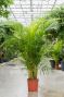 Grote areca palm 3