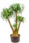 Grote beaucarnea kamerplant hydro
