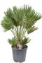 Grote chamaerops humilis palm
