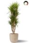 Grote dracaena hydroplant