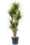 Grote dracaena marginata 3