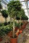 Grote ficus danielle