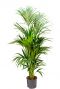 Grote kentia palm hydro