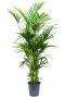 Grote kentia palm kamerplant 170