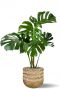Grote monstera in mand bloempot