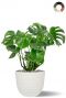 Grote monstera in pot