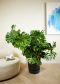Grote philodendron monstera p40
