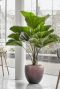 Grote plantenbak brons kamerplant 1