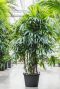 Grote rhapis plant