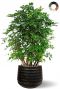 Grote schefflera plant in pot