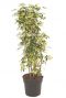 Grote schefflera trinette kamerplant