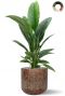 Grote spathiphyllum in pot 1