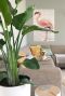 Strelitzia Nicolai