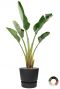 Grote strelitzia in elho potten