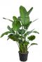Epipremnum Pinnatum Global Green