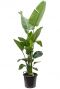 Grote strelitzia plant