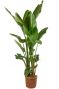Grote strelitzia plant 3 1