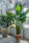Epipremnum Pinnatum Global Green