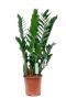 Zamioculcas Zamiifolia