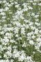 Gypsophila repens alba tuinplant