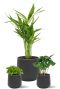 Halfshaduw planten in pot