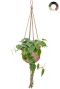Hangplant in roze pot